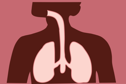 respiratory system respiratory system